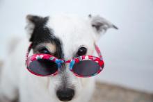 Dog wearing sunglasses