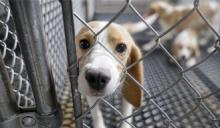 A beagle sticking its muzzle through a chain-link fence.