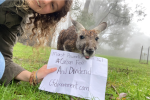 Helen Tiffin and a wallaby